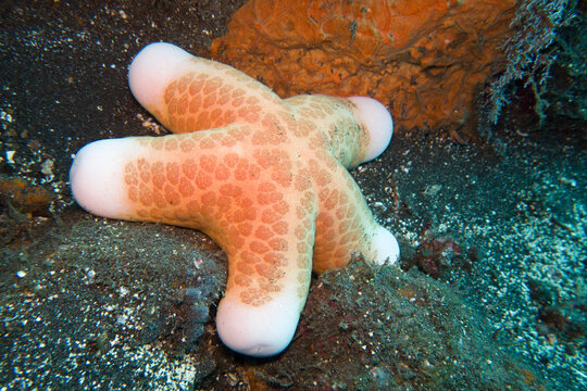 Granulierter Walzenstern (Choriaster granulatus)