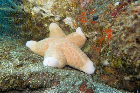 Granulierter Walzenstern (Choriaster granulatus)