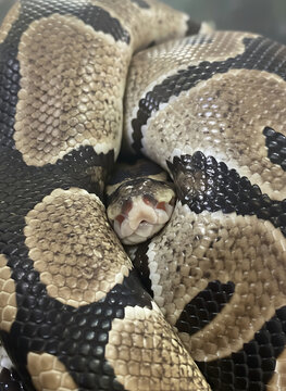 close up of a python snake