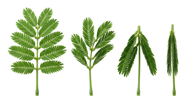 Mimosa Pudica Leaf Folding Sequence: Scientific 3D Render of Seismonasty Plant Movement Isolated on White