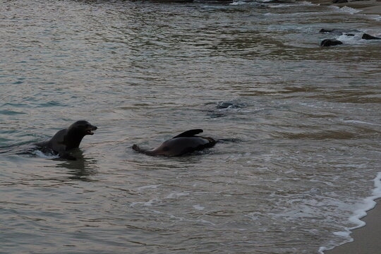 seal playing in the water