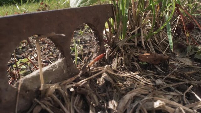 Macro closeup of rusted metal edging and tangled roots with orange berry, cracked soil and moss intimate lowangle study shows texture, patina and tiny plant shoots suited for botanist notes,
