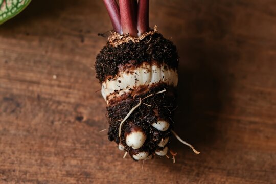 Close-up of plant tuber with roots emerging from soil clump. Showing white bulbils and dark stems on wooden background. Ready for new growth.