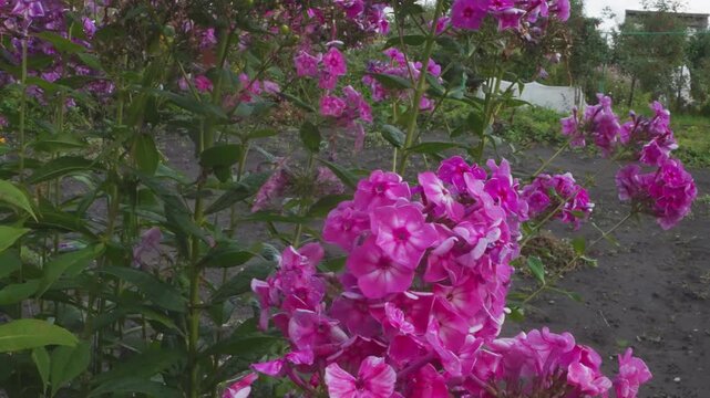 Closeup pink phlox cluster macro garden border with dirt path and green leaves, subtle stem motion from breeze, overcast soft light, vivid magenta petals, delicate petal texture and shallow depth,