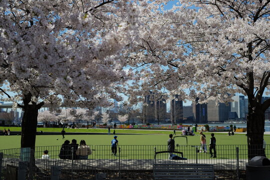 cherry blossom in spring