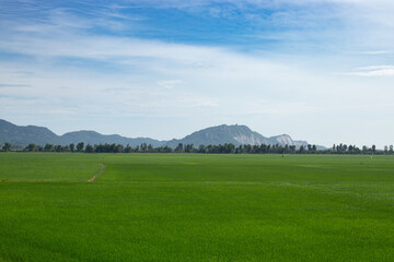 Naklejka premium A vast and vibrant green rice field landscape stretching towards the horizon under a pale blue sky