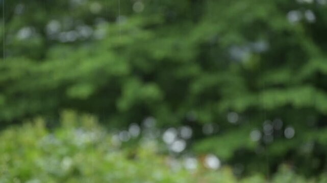 雨が降っています。