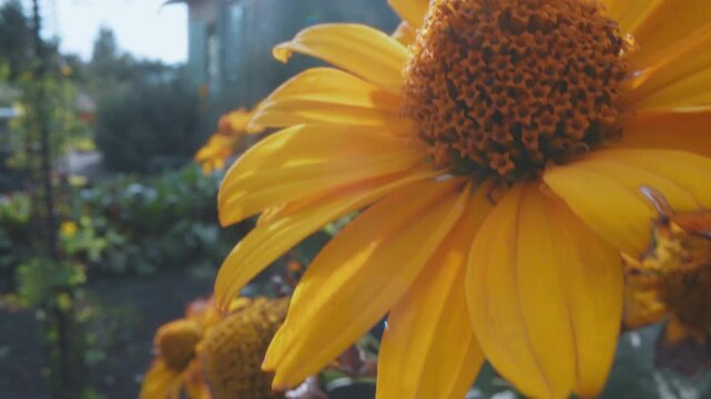 Macro closeup sunflower petal texture with sharp center detail, cool afternoon light revealing veins and layered petals, muted garden background with soft bokeh, botanical study mood suggesting