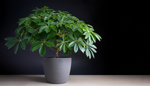 schefflera arboricola schefflera plant schefflera arboricola in grey pot against dark background
