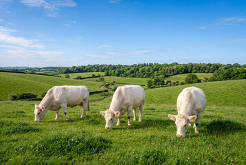 Obraz premium Three white cows grazing on green grass in rolling pasture under blue sky in countryside