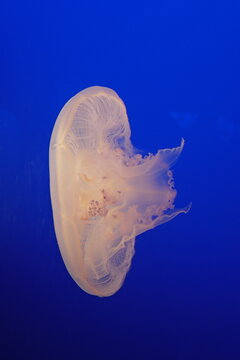 jelly fish in the water