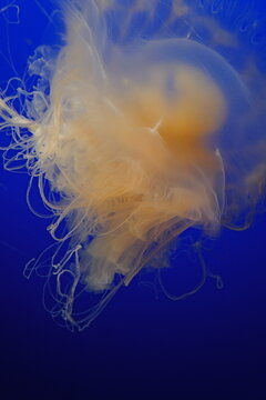jellyfish in the water