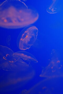 jellyfish in aquarium