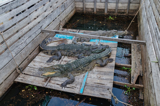 Three crocodiles bask on a wooden platform in a farm in Tonle Sap, Cambodia. These reptiles are raised for their skin and meat.