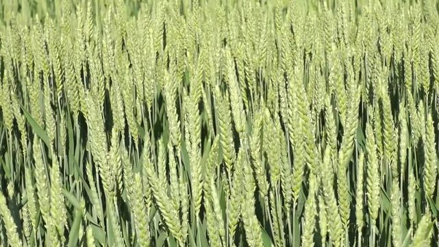 Wheat field summer agriculture footage. 