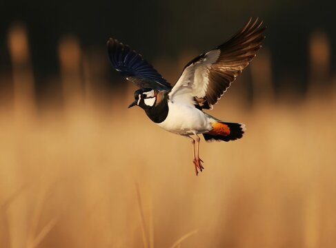 Northern lapwing bird flies in natural habitat. It has black neck white chest and striking orange tail feathers. This species lives in open fields and wetlands across Eurasia and North Africa.