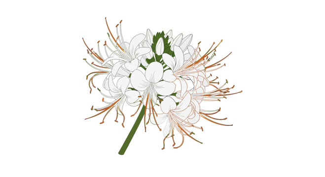 A delicate white spider flower cluster with long elegant stamens on a green stem.