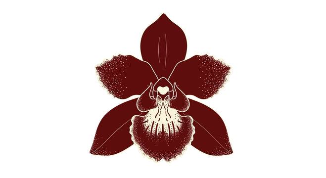 A detailed illustration of a dark red orchid flower with a white patterned center.