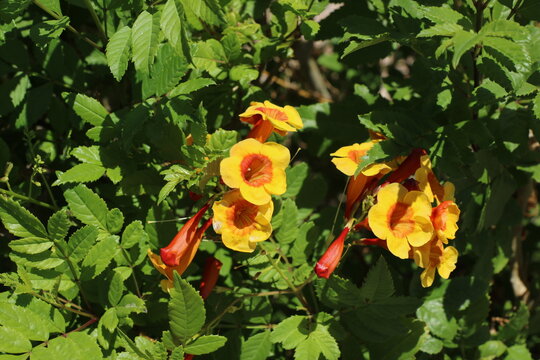 Brilliant golden-yellow Sparky Tecoma trumpet flowers with fiery orange-red throats bloom against a backdrop of serrated green leaves, close-up