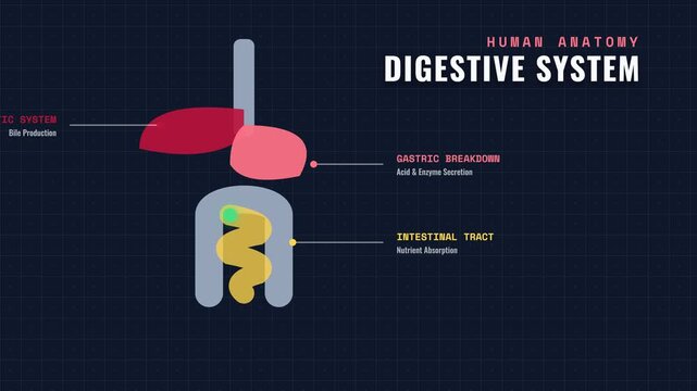 Medical Animation of Human Digestive System with Gastric Secretion and Organ Labels