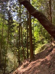 Fototapeta premium Forest Trail Along a Sunlit Mountainside Surrounded by Tall Cedar Trees