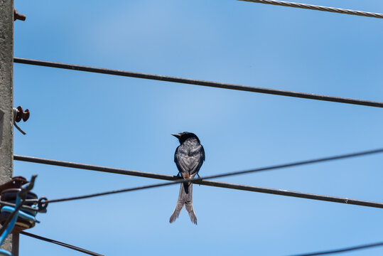 Black drongo perched an overhead power line against clear blue sky showcasing urban wildlife behavior ample copy space natural daylight