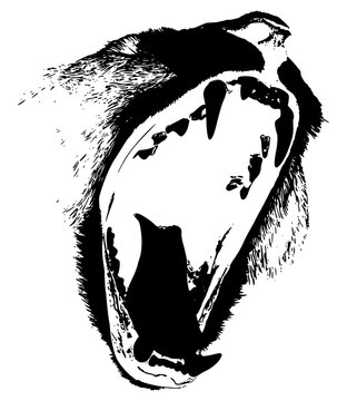 Dramatic black and white high-contrast illustration of a wild predator roaring with an open mouth isolated on white. Powerful vector graphic of a yawning or snarling bear, lion, or beast.