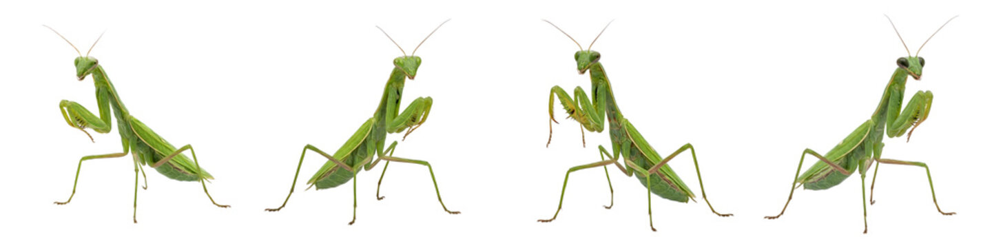 Praying Mantis Collection: High-Resolution Macro Photography Featuring Multiple Angles of Mantodea Specimens Isolated on a Professional Bright White Background
