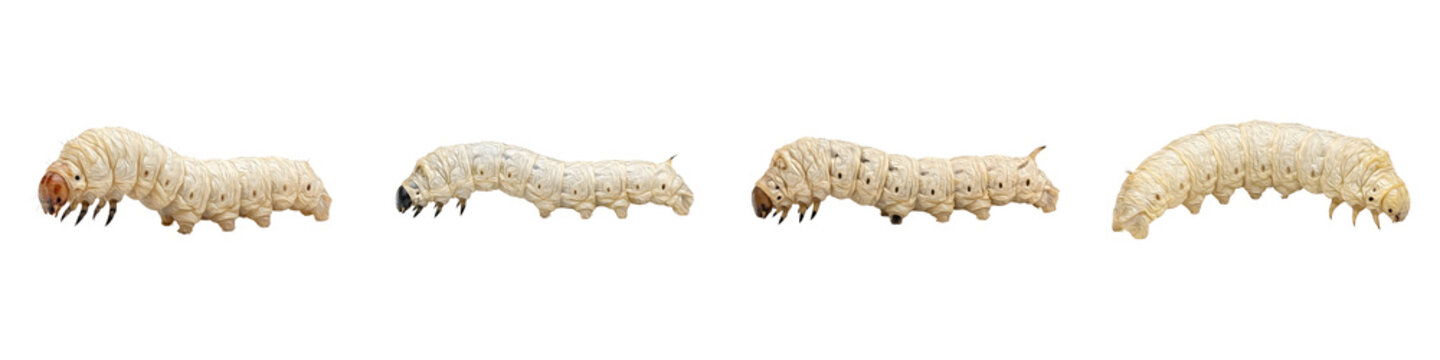 Silkworm Larva Collection: High-Resolution Macro Photography Featuring Multiple Angles of Bombyx Mori Caterpillar Specimens Isolated on a Professional White Background