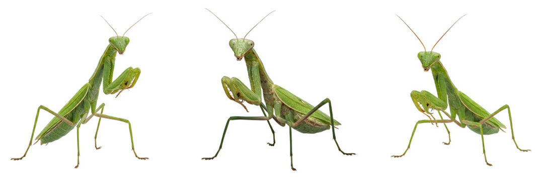 Praying Mantis Collection: High-Resolution Macro Photography Featuring Multiple Angles of Green Mantodea Insects Isolated on a Professional Bright White Studio Background