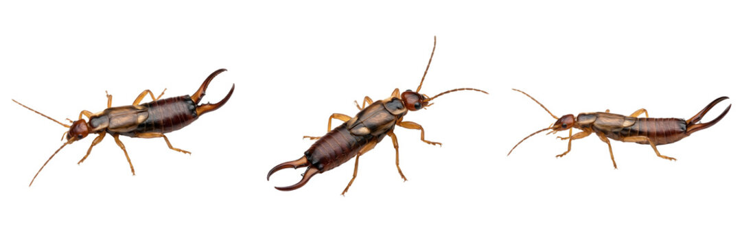 Earwig Insect Collection: High-Resolution Macro Photography Featuring Multiple Angles of Dermaptera Specimens Isolated on a Professional Bright White Studio Background