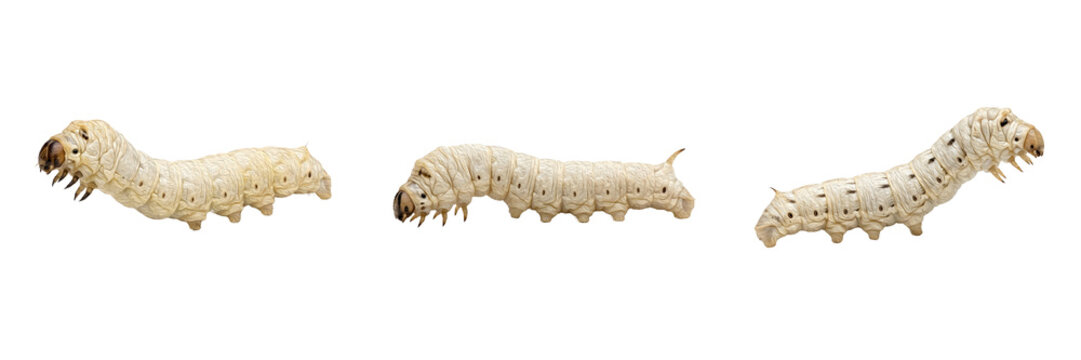 Silkworm Larvae Collection: Macro Photography of White Silkworms Isolated on White Background for Entomology and Sericulture Education