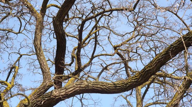 Leafless tree branches against a clear blue sky, wide close-up of tangled bare limbs with rough bark and yellow lichen, natural winter or early spring background texture, no people