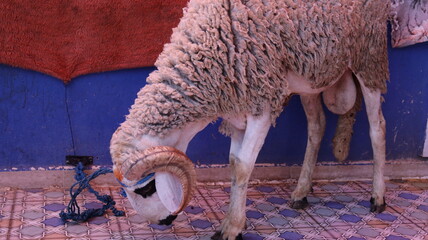 Sardi sheep inside traditional Moroccan home for Eid al-Adha © Azedine