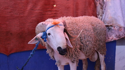 Sardi sheep inside traditional Moroccan home for Eid al-Adha © Azedine