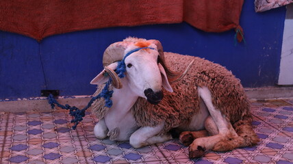 Sardi sheep inside traditional Moroccan home for Eid al-Adha © Azedine