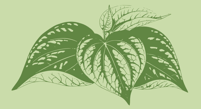 Betel Leaf Botanical Vector Illustration