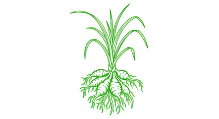 Obraz premium Green plant with long roots growing.