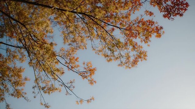 Autumn leaves orange yellow thin tree branches bright clean sky cinematic ambience