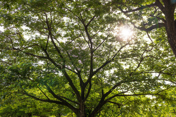 Fototapeta premium Sun shining through the branches of a large green tree,A scenic view looking up at the lush canopy of a large tree with sunlight streaming through the leaves, captured