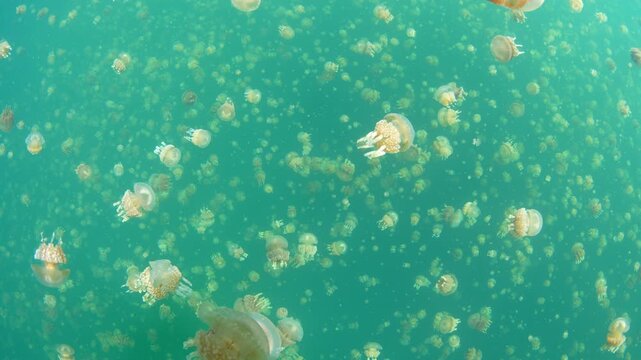 Golden jellyfish, Mastigias papua etpisoni, aggregate in Palau's famed Jellyfish Lake. This remote and beautiful marine lake is one of the unique places to snorkel on planet Earth.