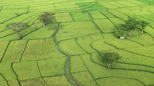 Aerial view of Pronosutan View featuring lush green rice fields and scattered trees in Nanggulan, Special Region of Yogyakarta, Indonesia.