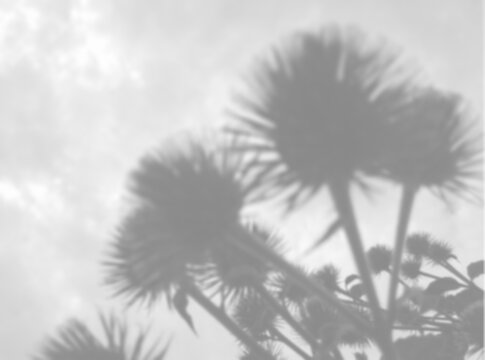 Natural lighting casts shadows from wild thistle flowers. Isolated image on a white background. Mockup