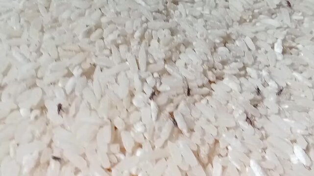 Close-up of rice weevil agricultural storage pest. 