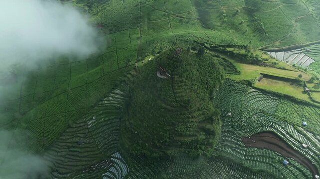 Aerial view of Kaliurip Mount surrounded by lush terraced tea plantations and agricultural fields under a misty sky in Kertek, Central Java, Indonesia.