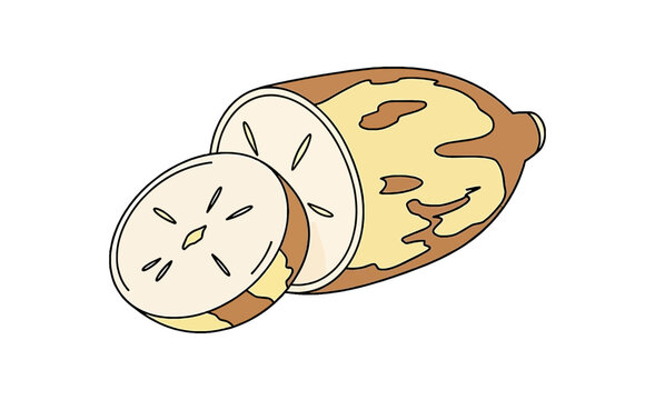 Illustration of a sliced root vegetable with brown and yellow skin.