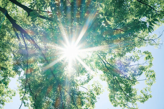 夏の太陽の暑く強い日差し　木々の葉から差し込むさわやかな木漏れ日の光とキラキラの輝く明るい丸ボケと光芒　アウトドア・夏休み・日焼け・バカンス・旅行・洗濯のイメージ背景　