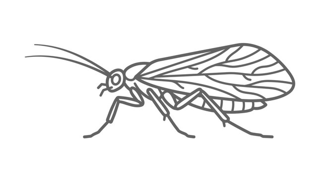 Adult stonefly insect line drawing