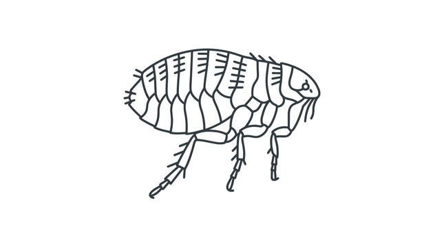 Flea parasite insect line art side view icon.