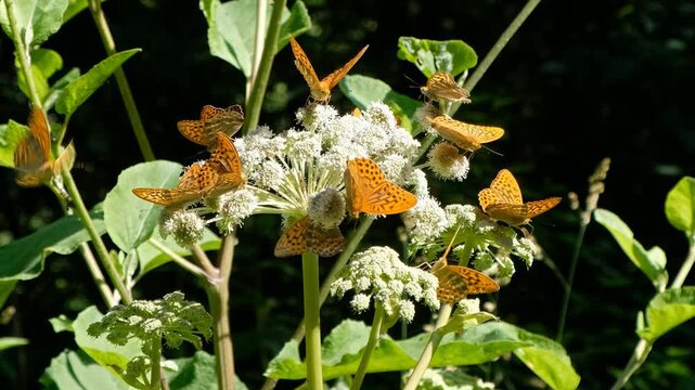Video of Argynnis butterflies sit on white flowers.